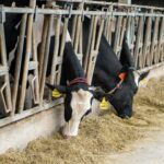 Zwart-witte koeien eten voer in een stal met voerhekken