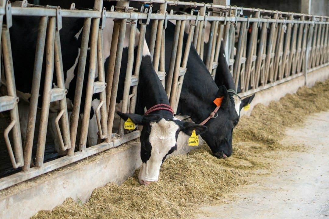 Zwart-witte koeien eten voer in een stal met voerhekken