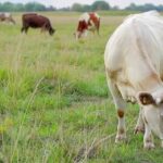 Witte koe graast in een weiland met andere koeien op de achtergrond