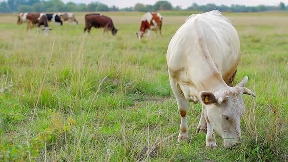 Witte koe graast in een weiland met andere koeien op de achtergrond
